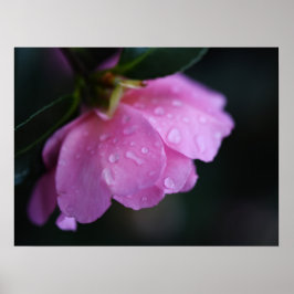 Elegante Rosa Rose Nah mit Taub Poster
