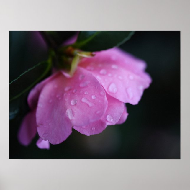 Elegante Rosa Rose Nah mit Taub Poster (Vorne)