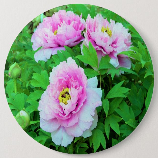 Elegante Rosa Tree Peony Blume mit Gelbzentrum Button (Vorderseite)