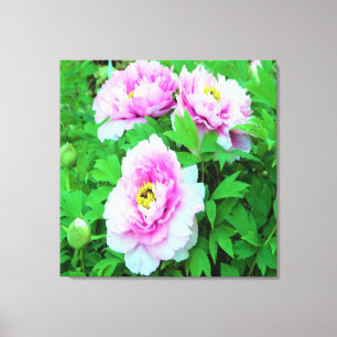 Elegante Rosa Tree Peony Blume mit Gelbzentrum Leinwanddruck