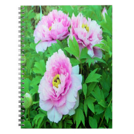 Elegante Rosa Tree Peony Blume mit Gelbzentrum Notizblock