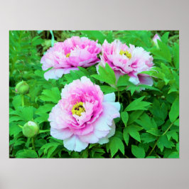 Elegante Rosa Tree Peony Blume mit Gelbzentrum Poster