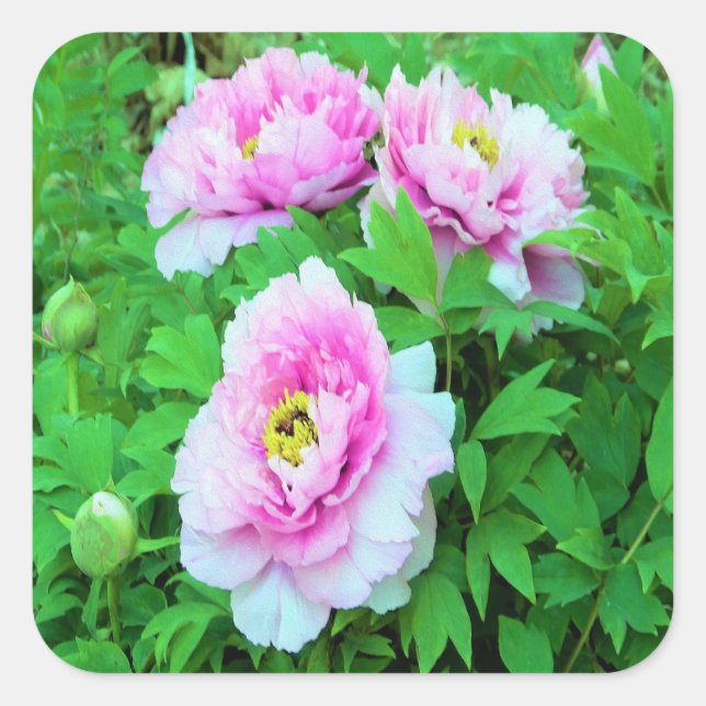 Elegante Rosa Tree Peony Blume mit Gelbzentrum Quadratischer Aufkleber (Vorderseite)