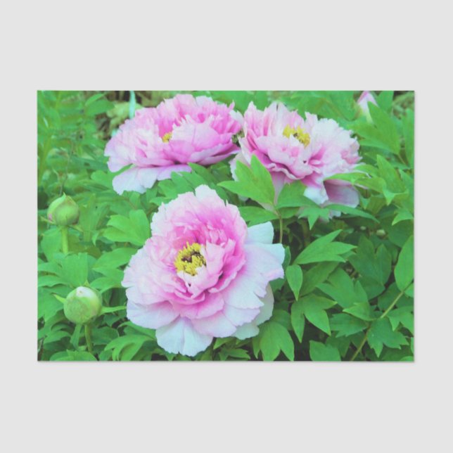 Elegante Rosa Tree Peony Blume mit Gelbzentrum Seidenpapier (Vorderseite)