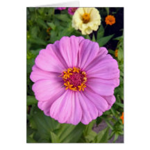 Elegante rosa Zinnia-Blume Blankokarte
