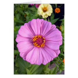 Elegante rosa Zinnia-Blume Blankokarte