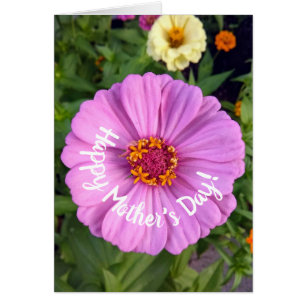 Elegante Rosa Zinnia Blume Muttertagskarte