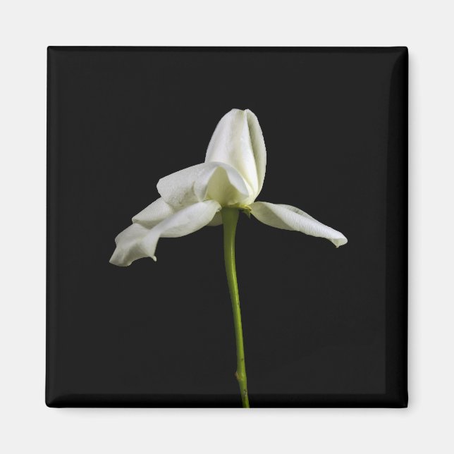 Elegante Rose Magnet (Vorne)