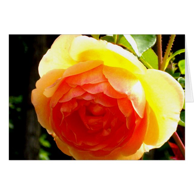 Elegante Rose mit roten Aprikosen/Marillen (Vorderseite (Horizontal))