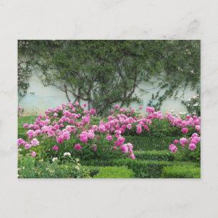 Elegante Rosen Postkarte