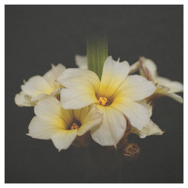 Elegante Satin-Blume auf Schwarz Stoff (Muster)
