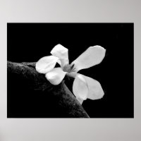 Elegante Schwarz-Weiß-Magnolie