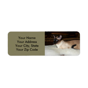 Elegante siamesische Katze