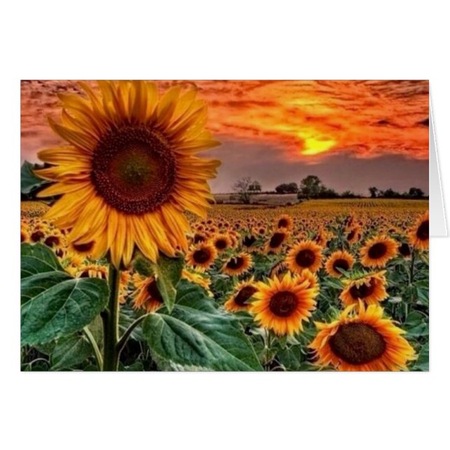 elegante Sonnenblumenfelder (Vorderseite (Horizontal))