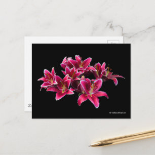 Elegante Stargazer Oriental Lilies Pink Blume Postkarte