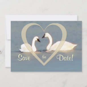 Elegante Swans Ankündigung Datum freihalten