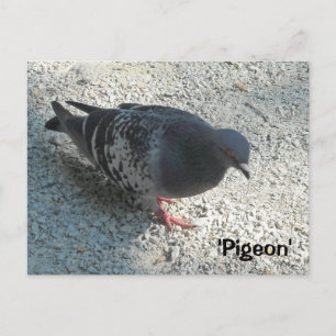 Elegante Taube Postkarte