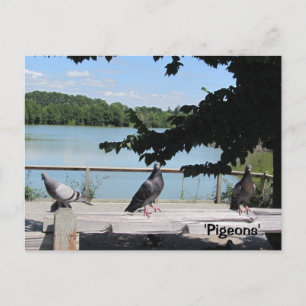 Elegante Tauben Postkarte