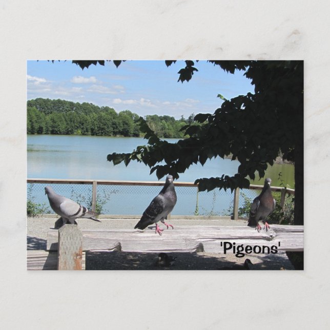 Elegante Tauben Postkarte (Vorderseite)