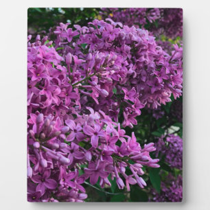 Elegante tiefpurpurrote magentafarbene Blumen Flie Fotoplatte