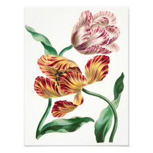 Elegante Tulpen-Blumenillustration Fotodruck