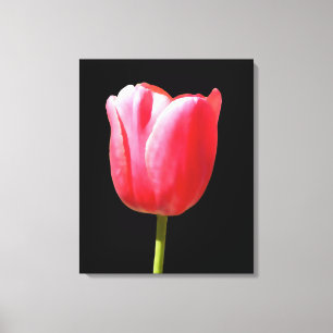 Elegante Tulpenblüte Leinwanddruck