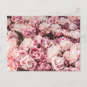 Elegante Valentinstag-Rosen Feiertagspostkarte