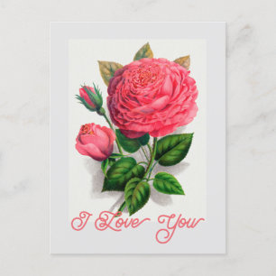 Elegante Vintage Anna de Diesbach Rose I Liebe Sie Postkarte