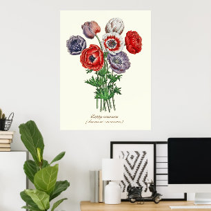 Elegante Vintage-Botanik-Poppy-Anemone Poster