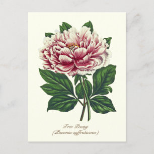 Elegante Vintage-Botanik-Rose-Pfingstrose-Blume Postkarte