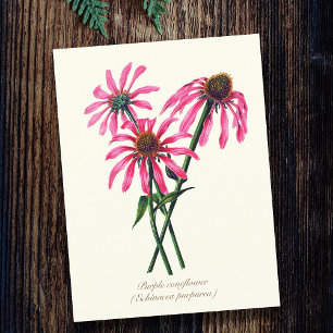 Elegante Vintage-Botanik-Scheibenblume Postkarte