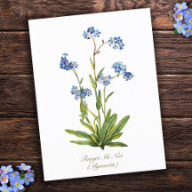 Elegante Vintage-Botanik-Vergissmeinnicht-Blume