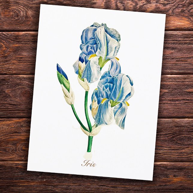 Elegante Vintage botanische Blue Iris Blume Postkarte (Von Creator hochgeladen)