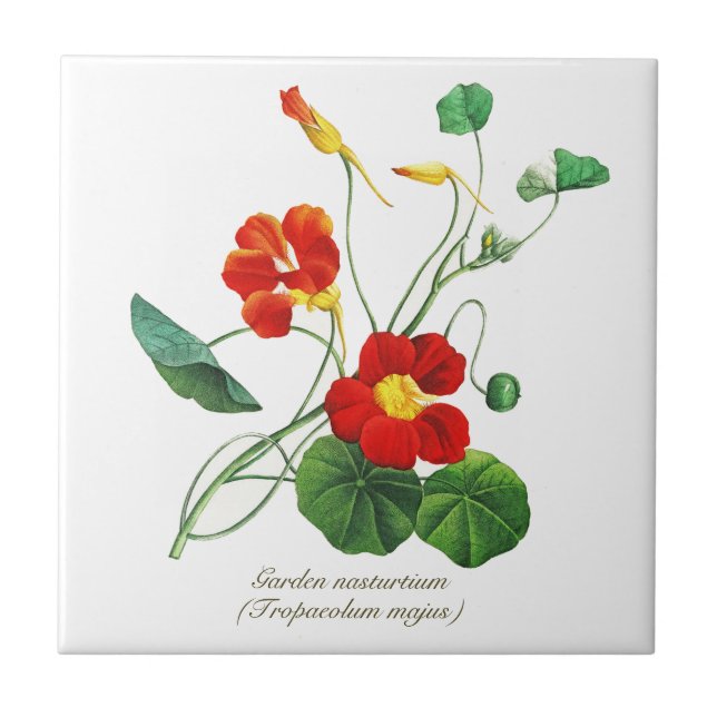 Elegante Vintage botanische Blume Nasturtium Fliese (Vorderseite)