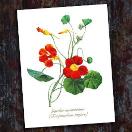 Elegante Vintage botanische Blume Nasturtium Postkarte
