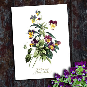 Elegante Vintage botanische Blume Pansy Postkarte