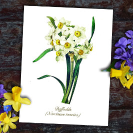 Elegante Vintage botanische Blume Weiße Nadelhölze Postkarte