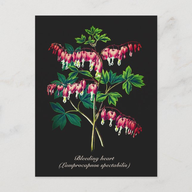 Elegante Vintage botanische Blutungen Herz Blume Postkarte (Vorderseite)