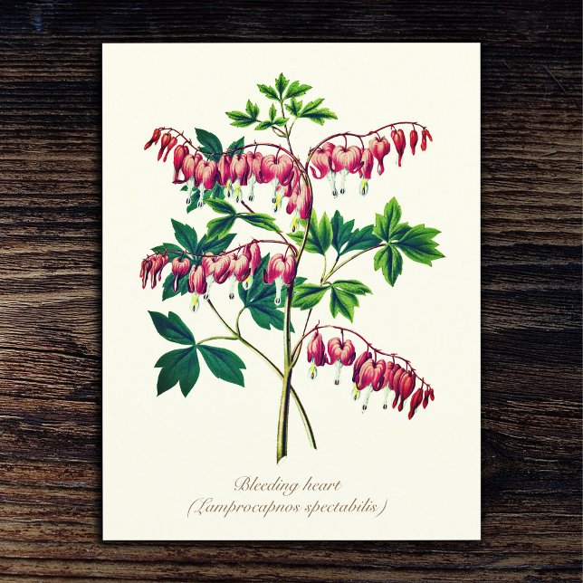 Elegante Vintage botanische Blutungen Herz Blume Postkarte (Von Creator hochgeladen)