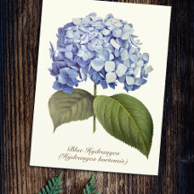 Elegante Vintage botanische Hydrangea-Blume