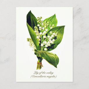 Elegante Vintage Botanische Lily über dem Tal Postkarte
