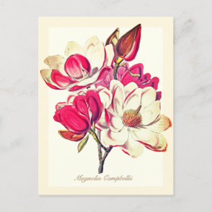 Elegante Vintage botanische Magnolia Rosa Blume Postkarte