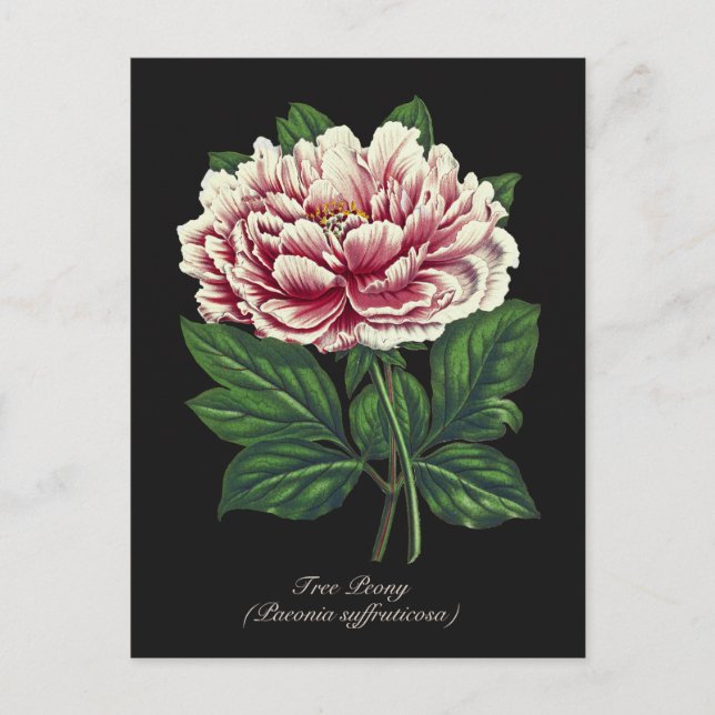 Elegante Vintage botanische Pink Peony Blume Postkarte (Vorderseite)