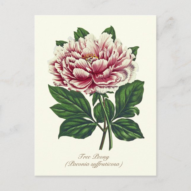 Elegante Vintage botanische Pink Peony Blume Postkarte (Vorderseite)
