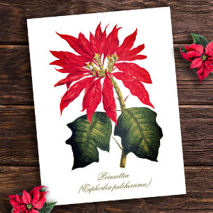 Elegante Vintage Botanische Poinsettia Blume Postkarte