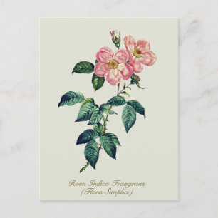 Elegante Vintage botanische Rosa Feiertagspostkarte
