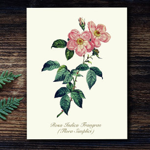 Elegante Vintage botanische Rosa Weiße einfache Ro Postkarte