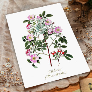 Elegante Vintage botanische Rosa Wilde Rose Postkarte