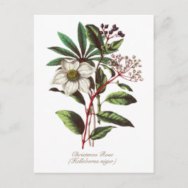 Elegante Vintage botanische Rose Blume Postkarte