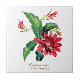Elegante Vintage botanische Weihnachtskaktus-Blume Fliese
